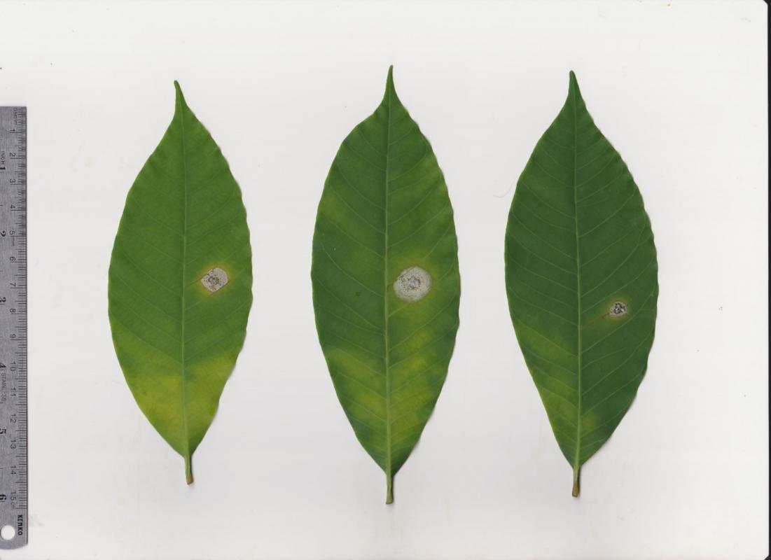 Pestalotiosis symptoms in bioassay. © Darojat, Sembawa-Palembang, 2022